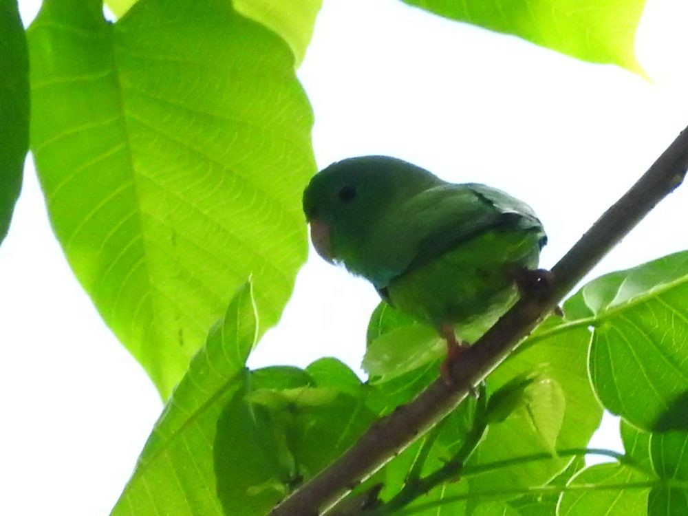 Yeşil Sokumlu Serçe Papağanı - ML619318969