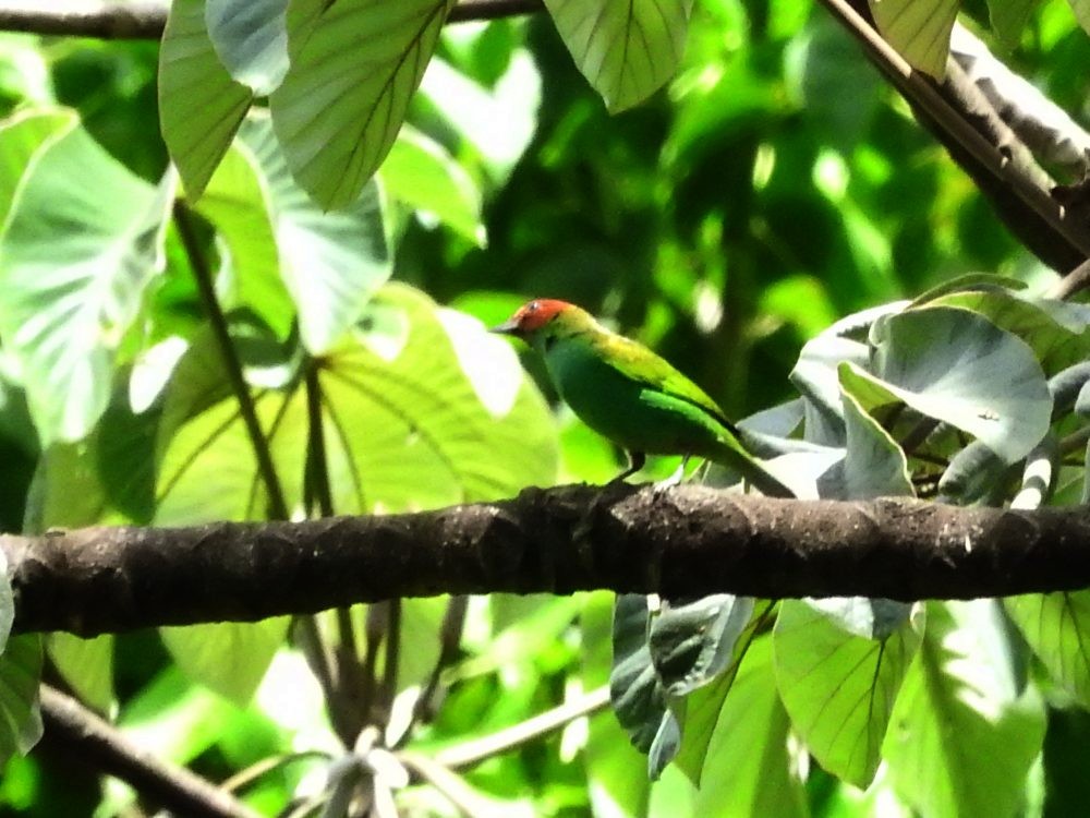 Bay-headed Tanager - ML619318973