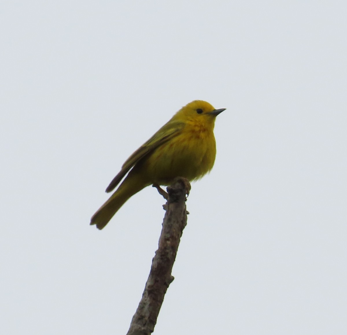 Yellow Warbler - ML619318976