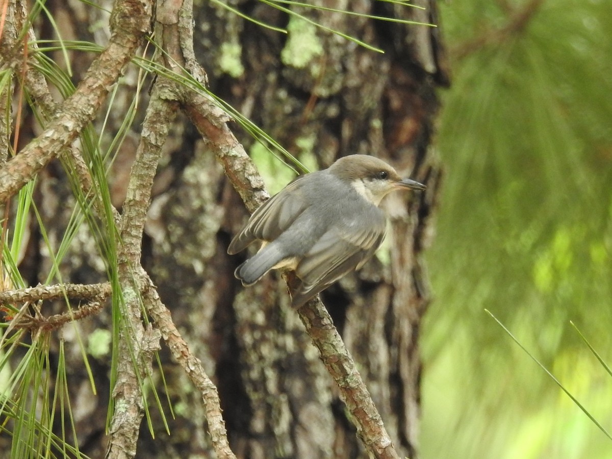 Brown-headed Nuthatch - ML619319000