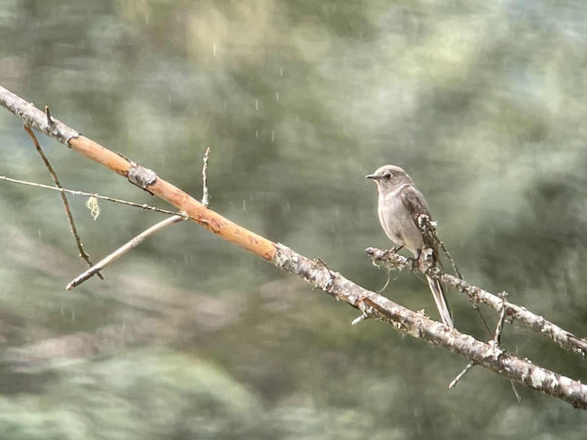 Townsend's Solitaire - ML619319013
