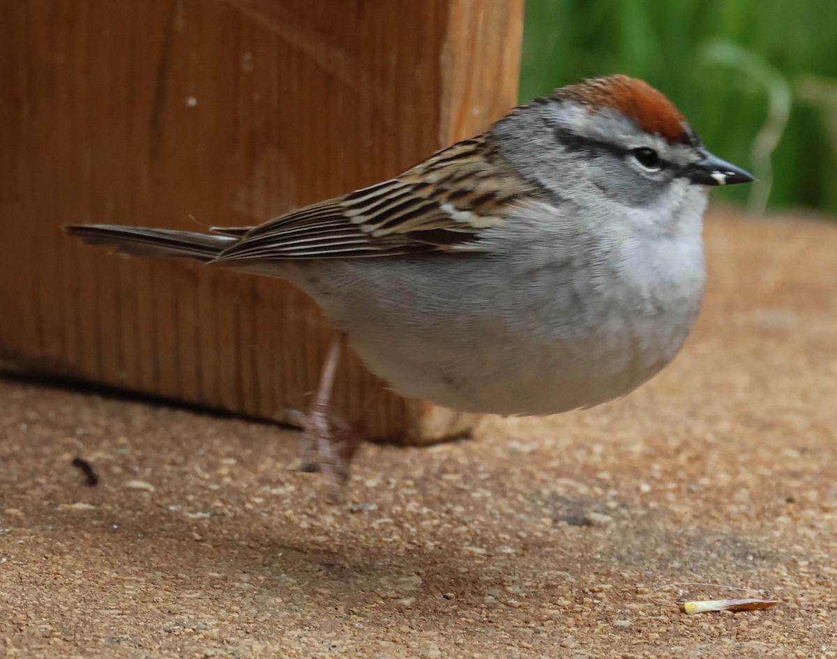 Chipping Sparrow - ML619319043