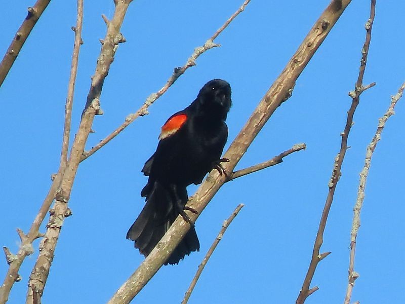 Red-winged Blackbird - ML619319080