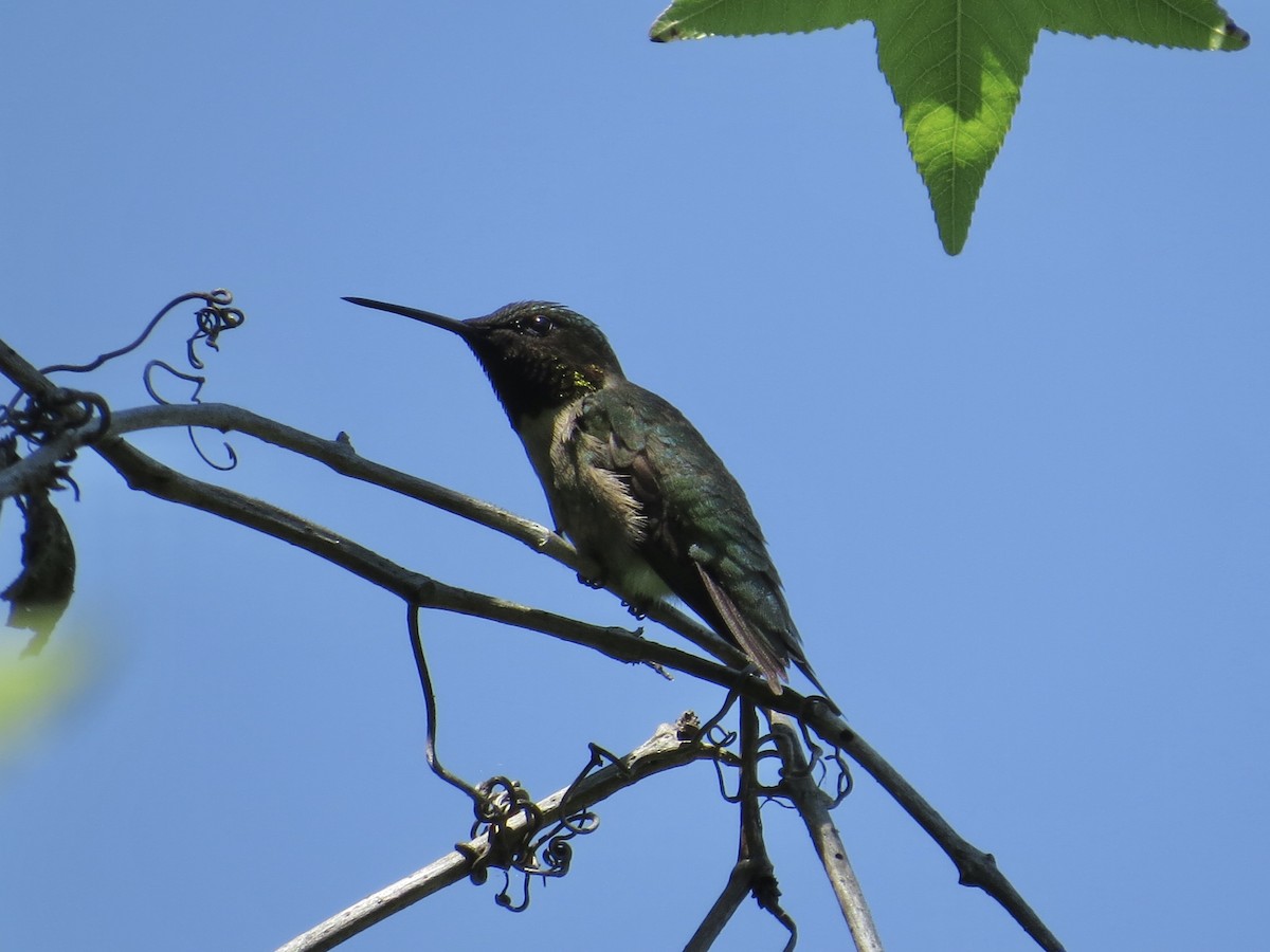 Ruby-throated Hummingbird - ML619319118