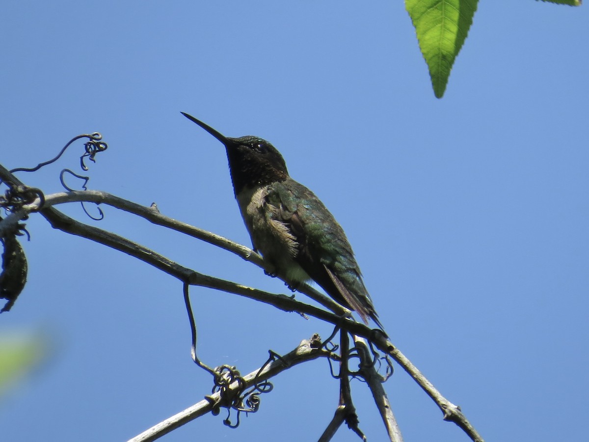 Ruby-throated Hummingbird - ML619319119