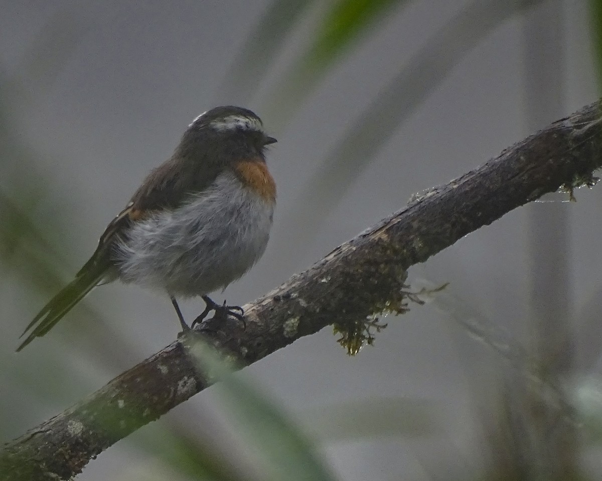 Rufous-breasted Chat-Tyrant - ML619319150