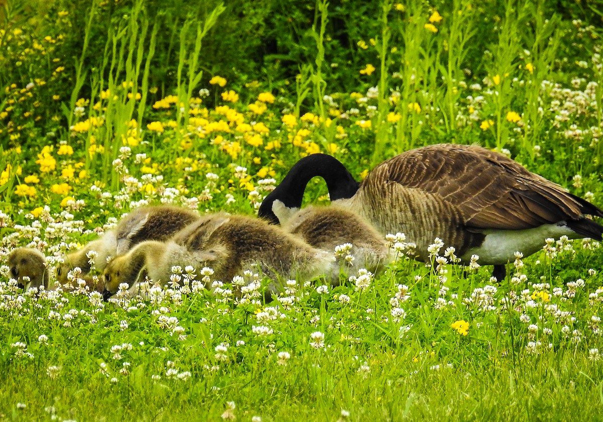 Ebird checklist 19 may 2024 shenandoah 7 species