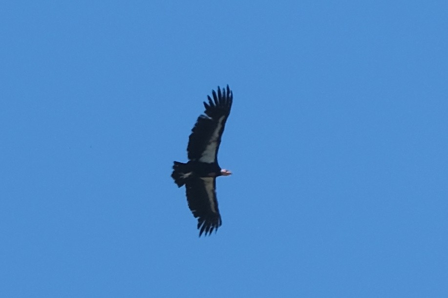 Condor de Californie - ML619319152
