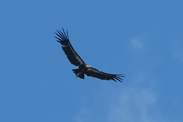 Condor de Californie - ML619319153