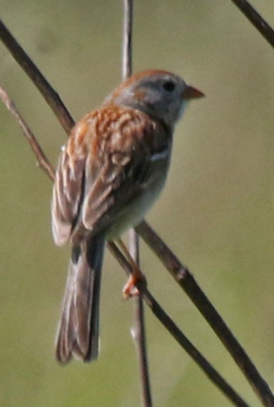 Field Sparrow - ML619319179