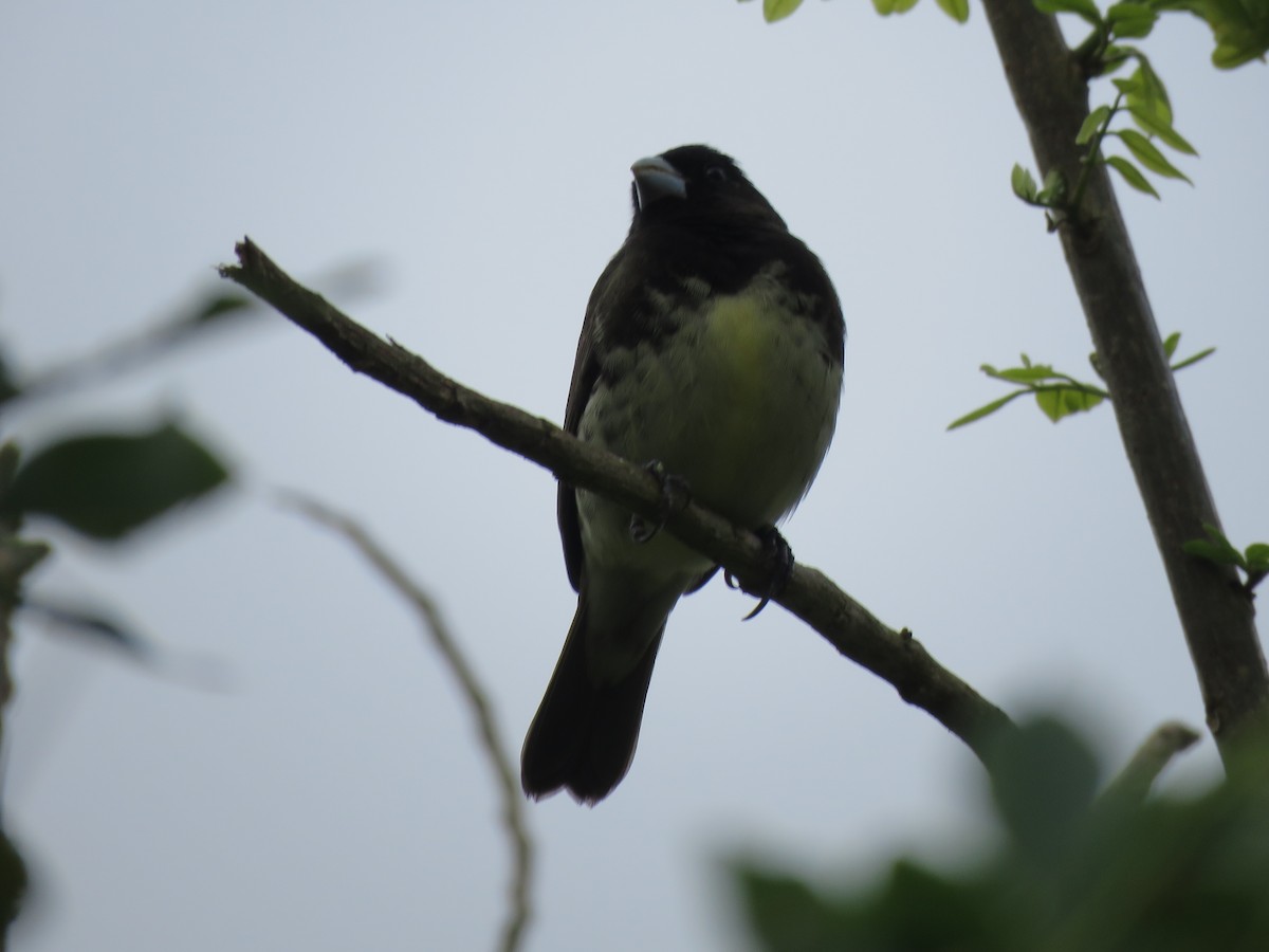 Yellow-bellied Seedeater - ML619319252