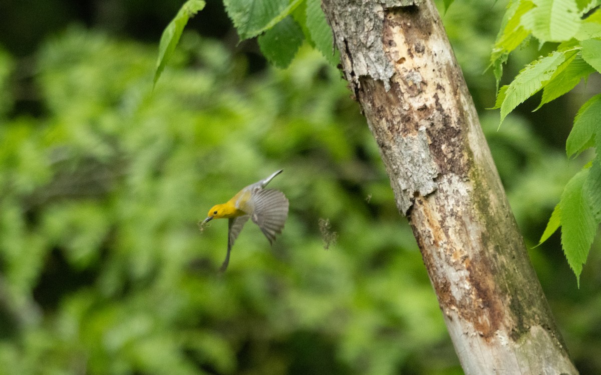 Prothonotary Warbler - ML619319259