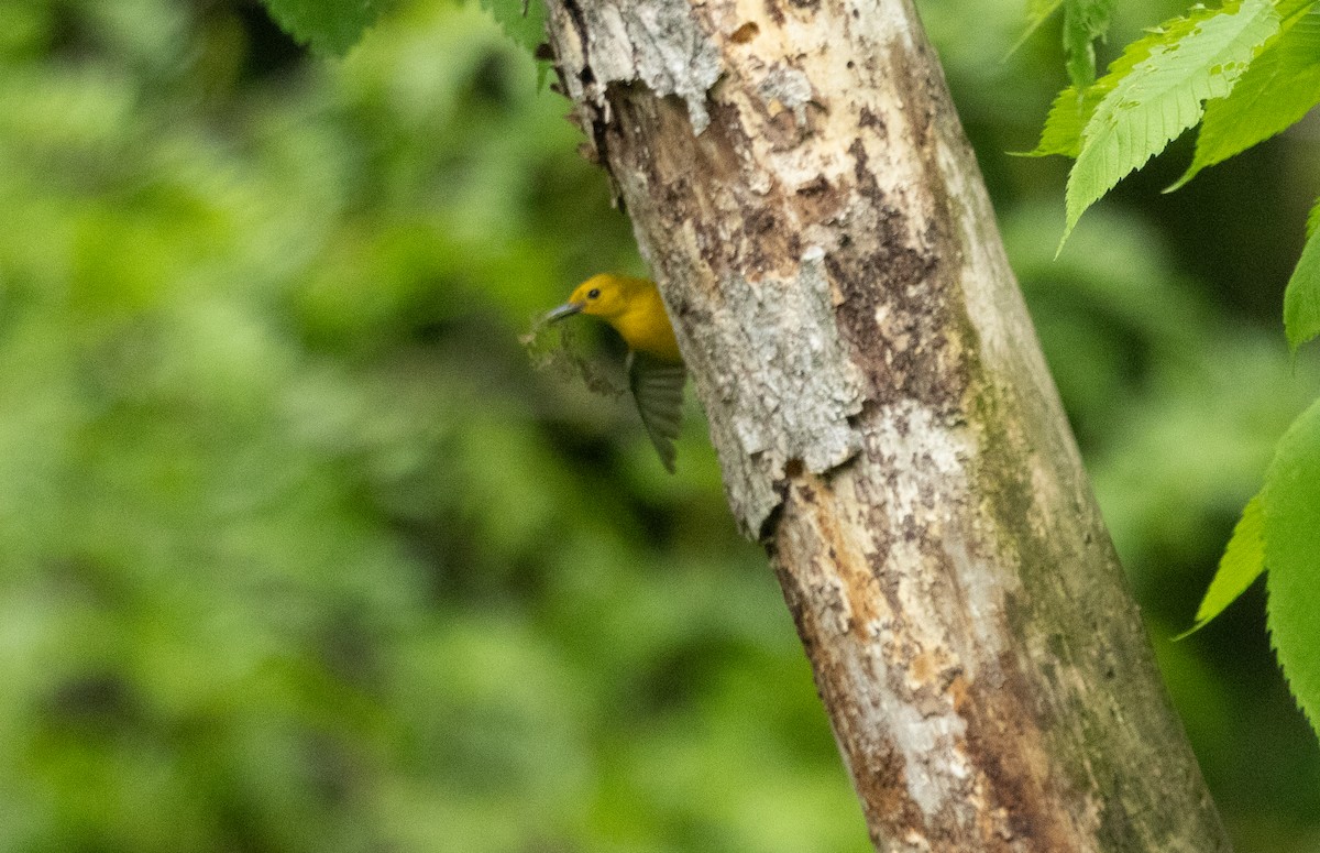 Prothonotary Warbler - ML619319260