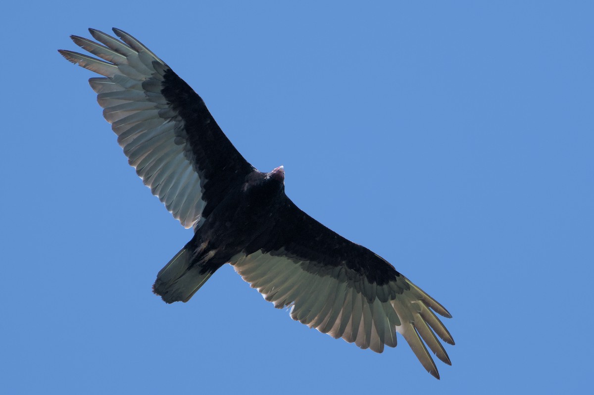 Turkey Vulture - ML619319267