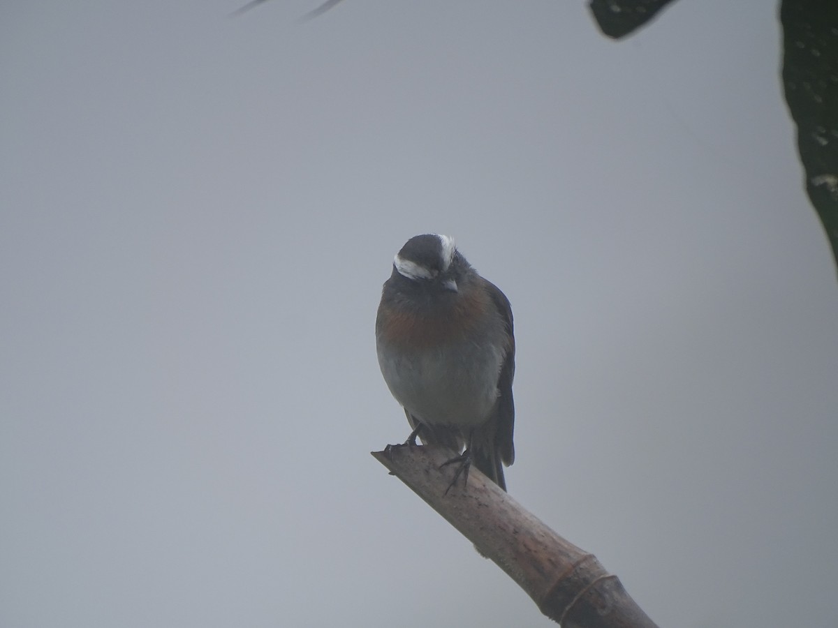 Rufous-breasted Chat-Tyrant - ML619319270