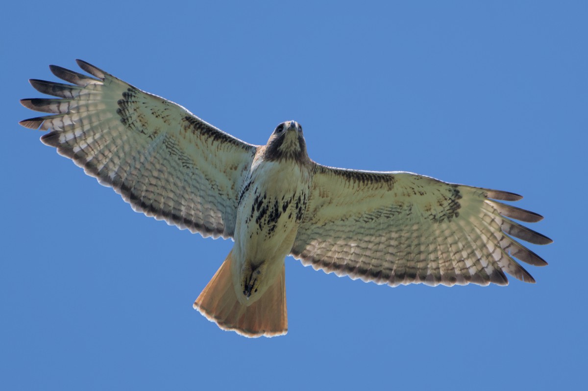 Red-tailed Hawk - ML619319279