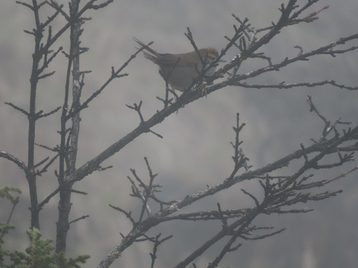 Chestnut-crowned Bush Warbler - ML619319311