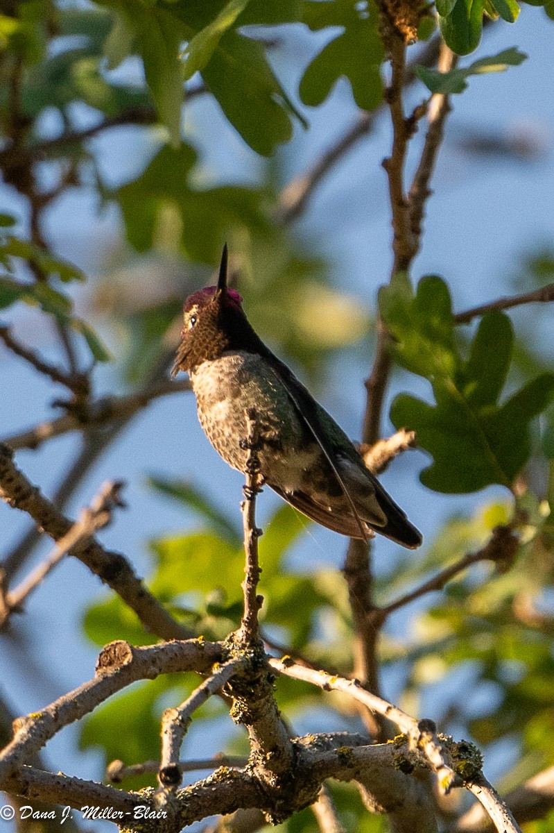 Anna's Hummingbird - ML619319346