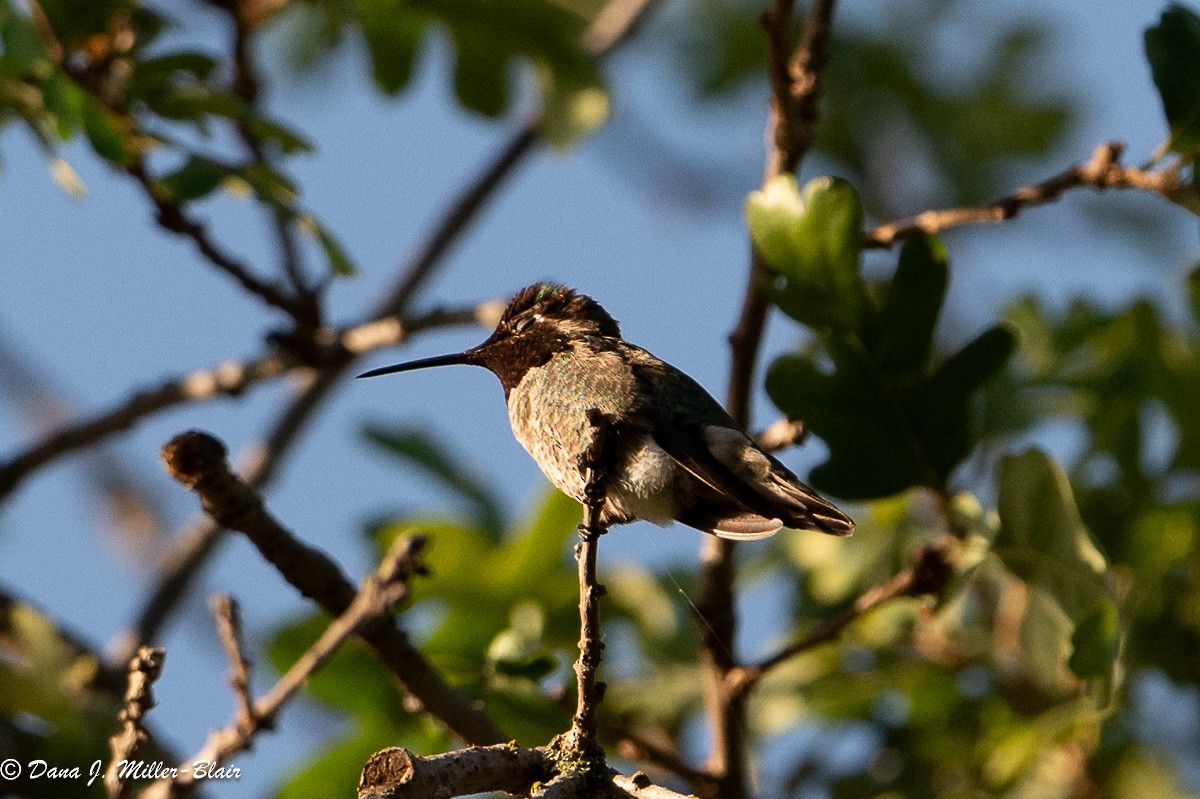 Anna's Hummingbird - ML619319355
