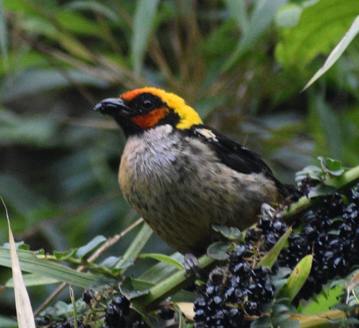 Flame-faced Tanager - ML619319371