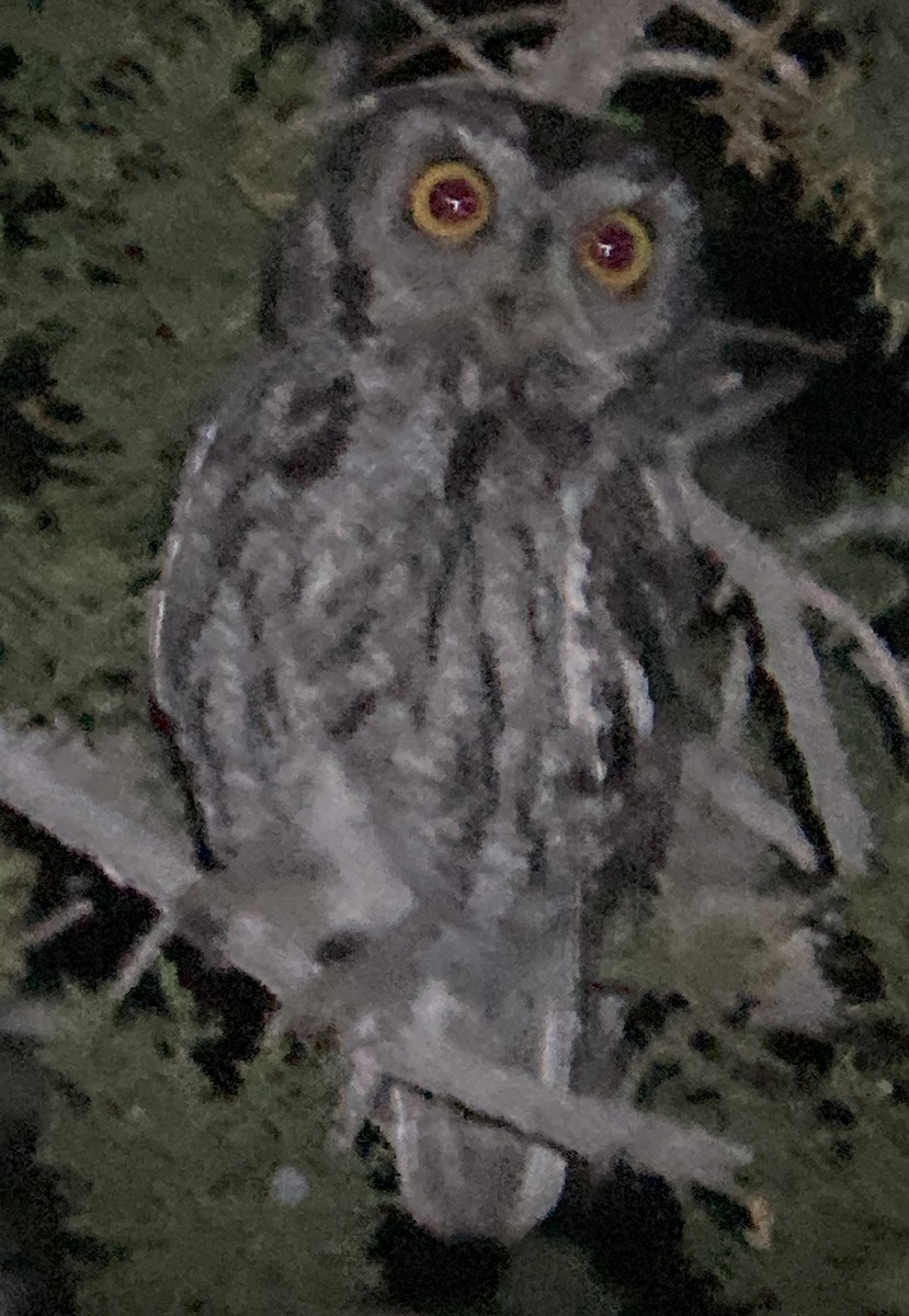 Western Screech-Owl - ML619319381