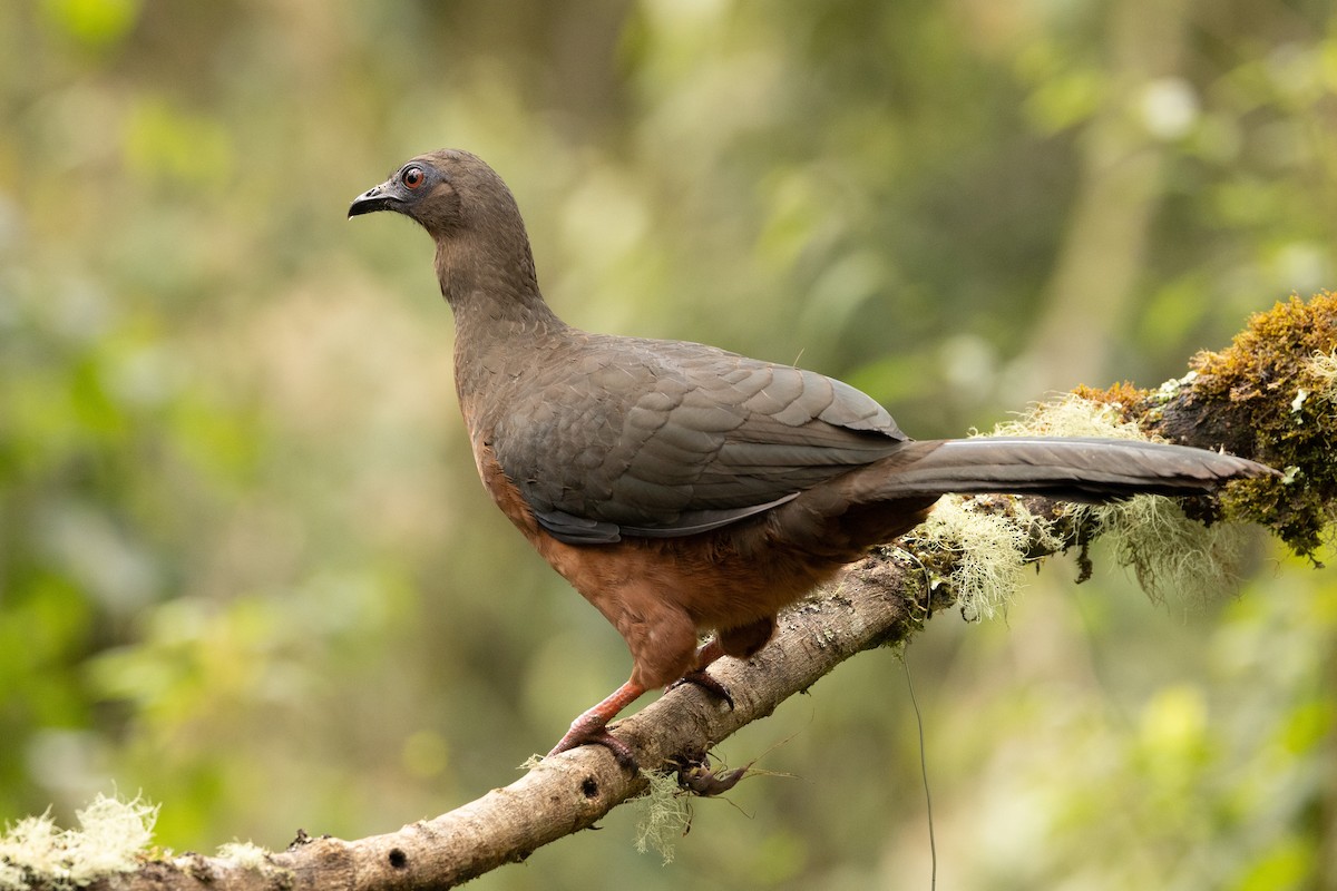 Sickle-winged Guan - ML619319417