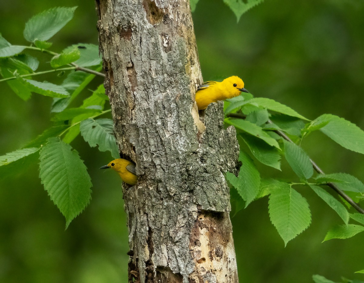 Prothonotary Warbler - ML619319429