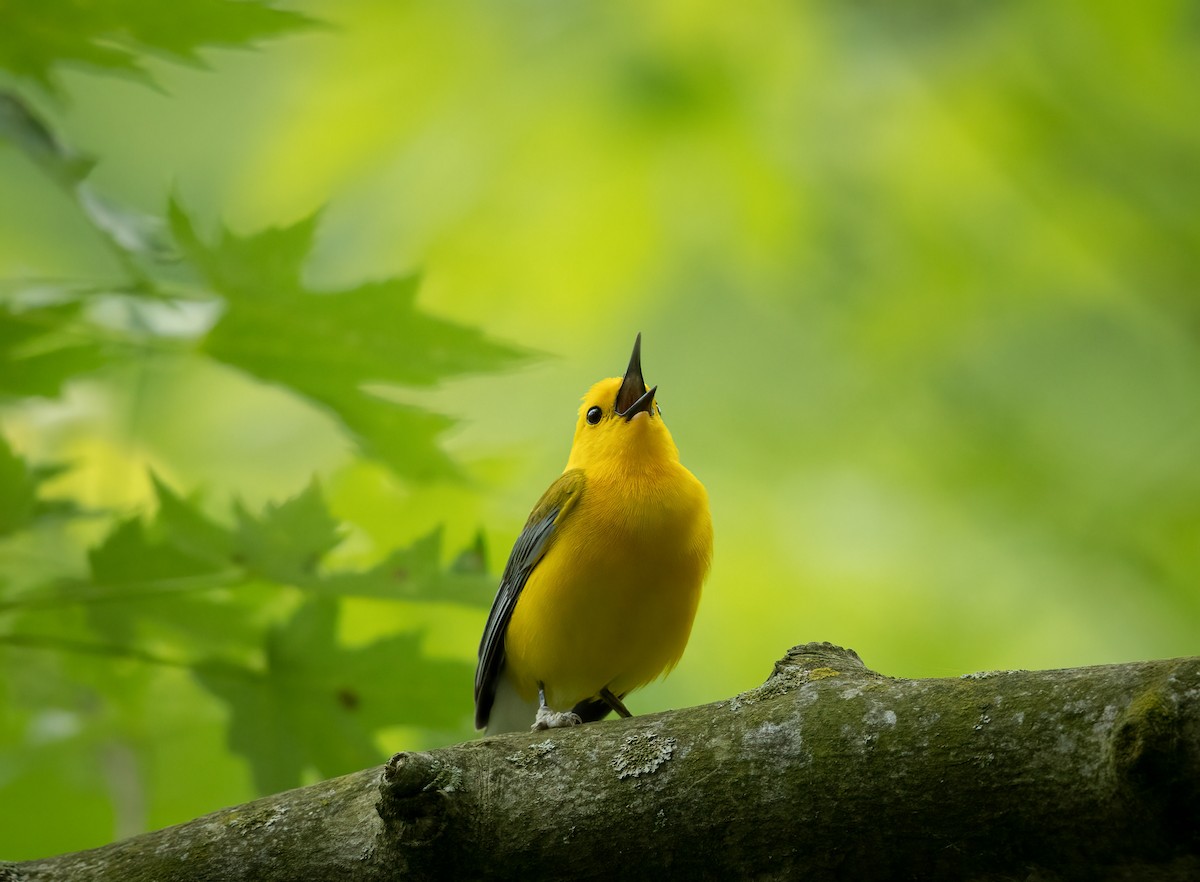 Prothonotary Warbler - ML619319430