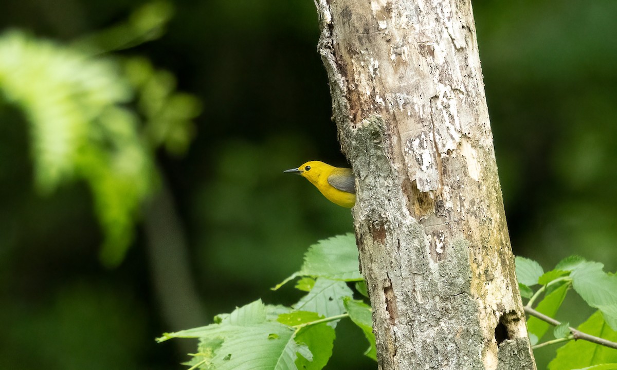 Prothonotary Warbler - ML619319431