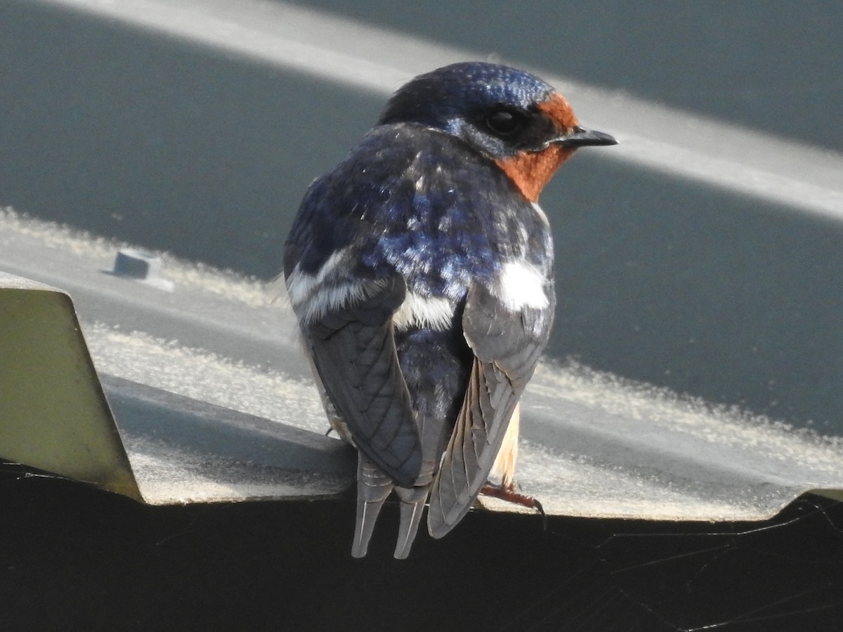 Barn Swallow (American) - ML619319468