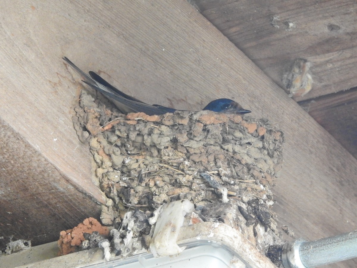Barn Swallow (American) - ML619319469