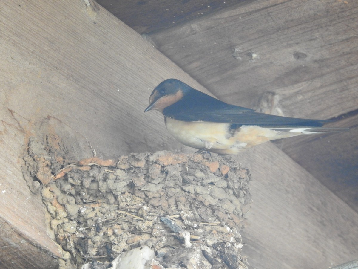 Barn Swallow (American) - ML619319470