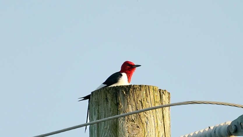 Red-headed Woodpecker - ML619319474