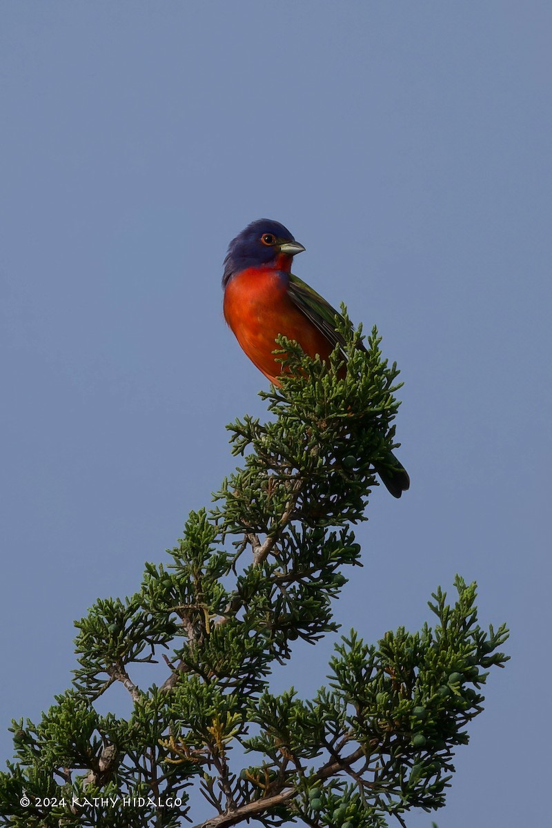 Painted Bunting - ML619319484