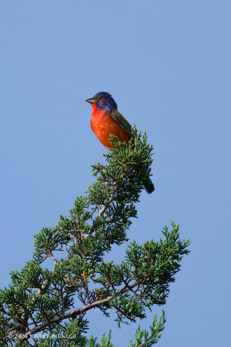 Painted Bunting - ML619319503