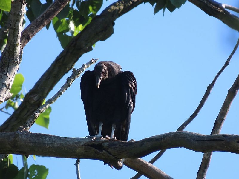 Black Vulture - ML619319521