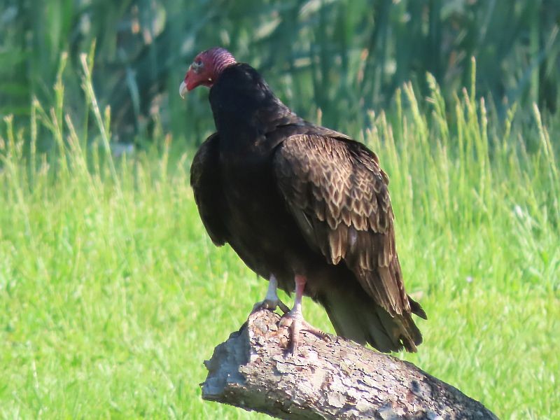 Turkey Vulture - ML619319547