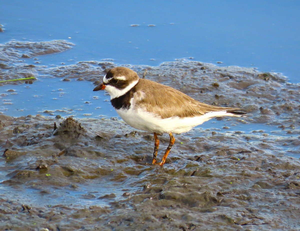 Semipalmated Plover - ML619319554