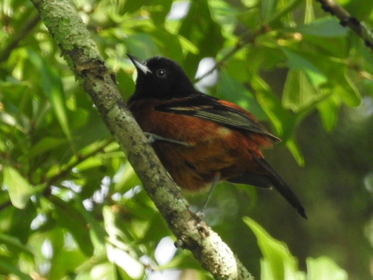 Orchard Oriole - ML619319561