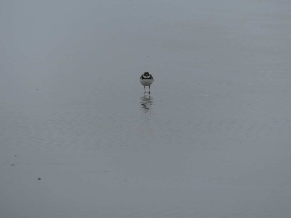 Semipalmated Plover - ML619319618