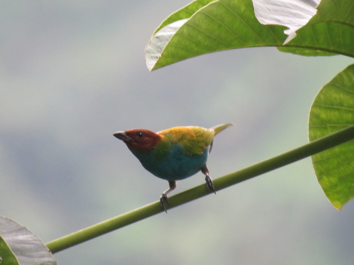Bay-headed Tanager - ML619319623