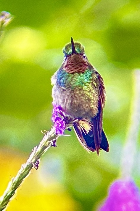 Ruby-throated Hummingbird - ML619319624