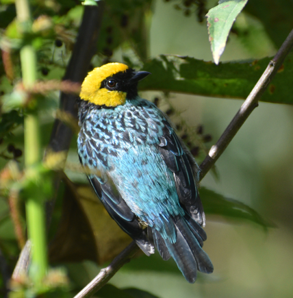 Saffron-crowned Tanager - ML619319673
