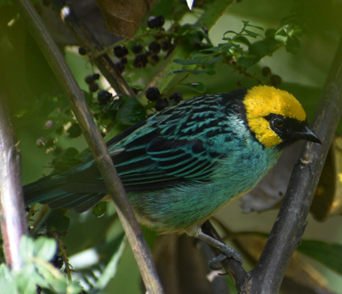 Saffron-crowned Tanager - ML619319705