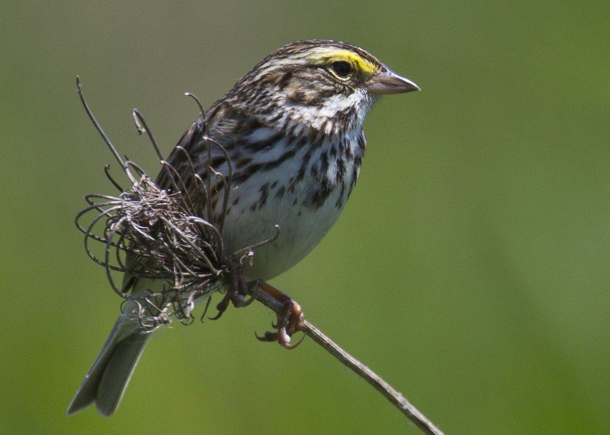 Savannah Sparrow - ML619319728