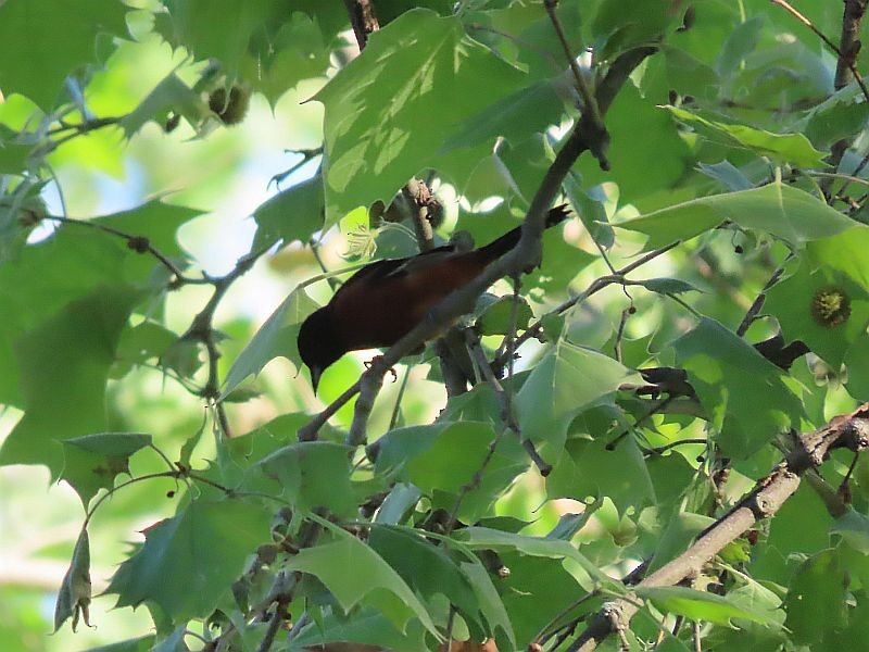 Orchard Oriole - ML619319773