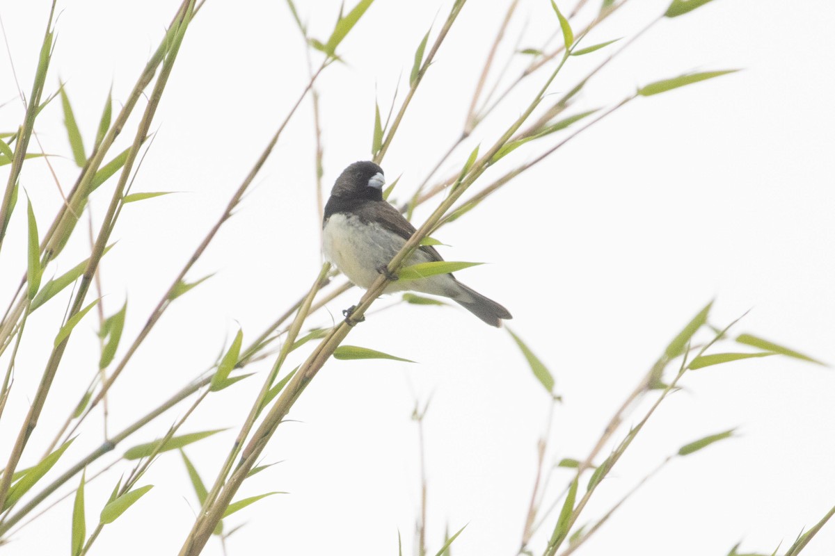 Yellow-bellied Seedeater - ML619319774