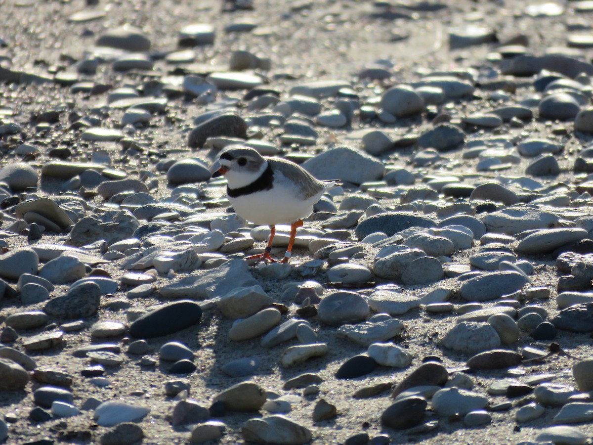Piping Plover - ML619319818