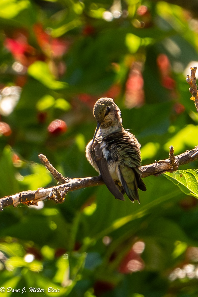 Anna's Hummingbird - ML619319882