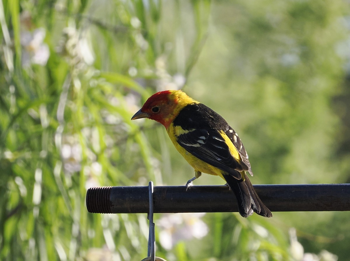 Western Tanager - ML619319957